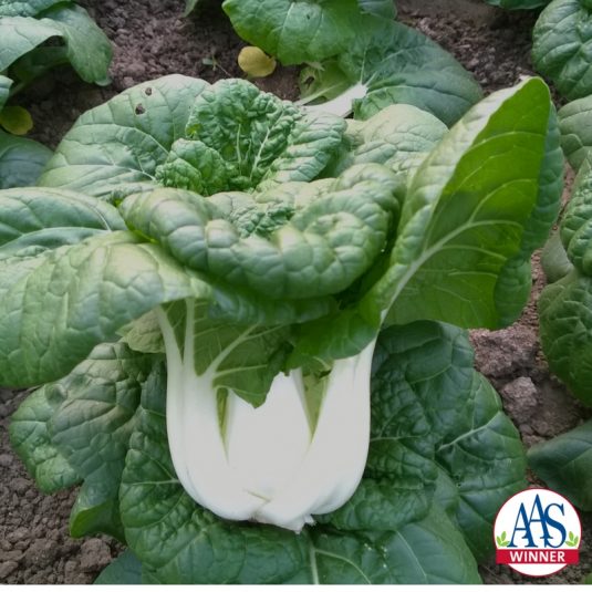 Pac choi 'Asian Delight' 